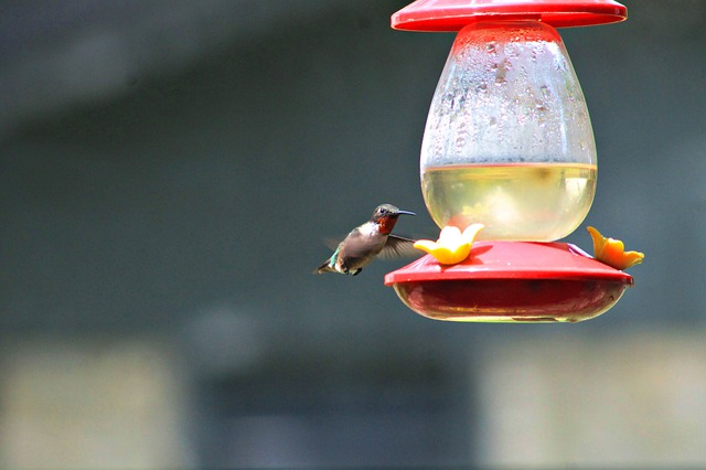 How To Make A Hummingbird Feeder Out Of A 2-Liter Bottle