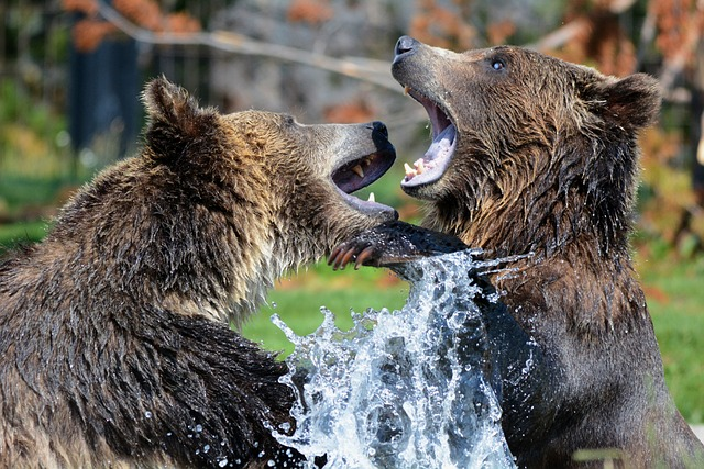 grizzlies, bears, sparring