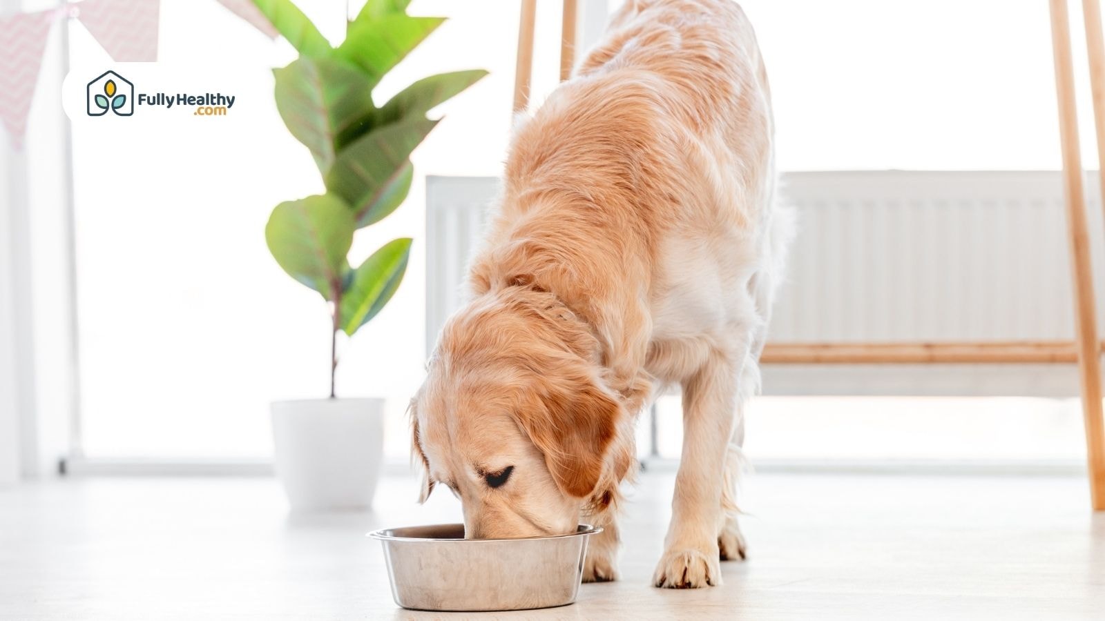 Golden retriever eating from a metal food bowl in a bright and clean room