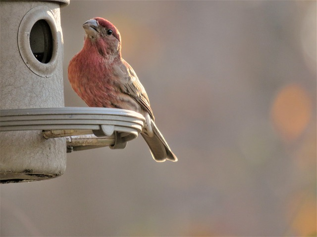 bird, Birds that start with S