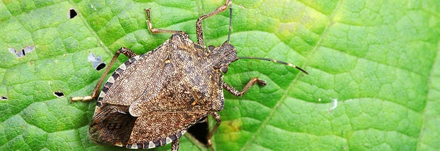 An image of a Brown Marmorated Stink Bug on a green leaf.