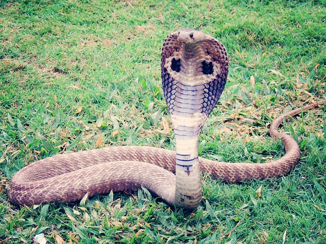 king cobra, cobra, snake