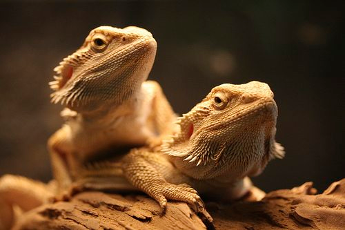 adult bearded dragon