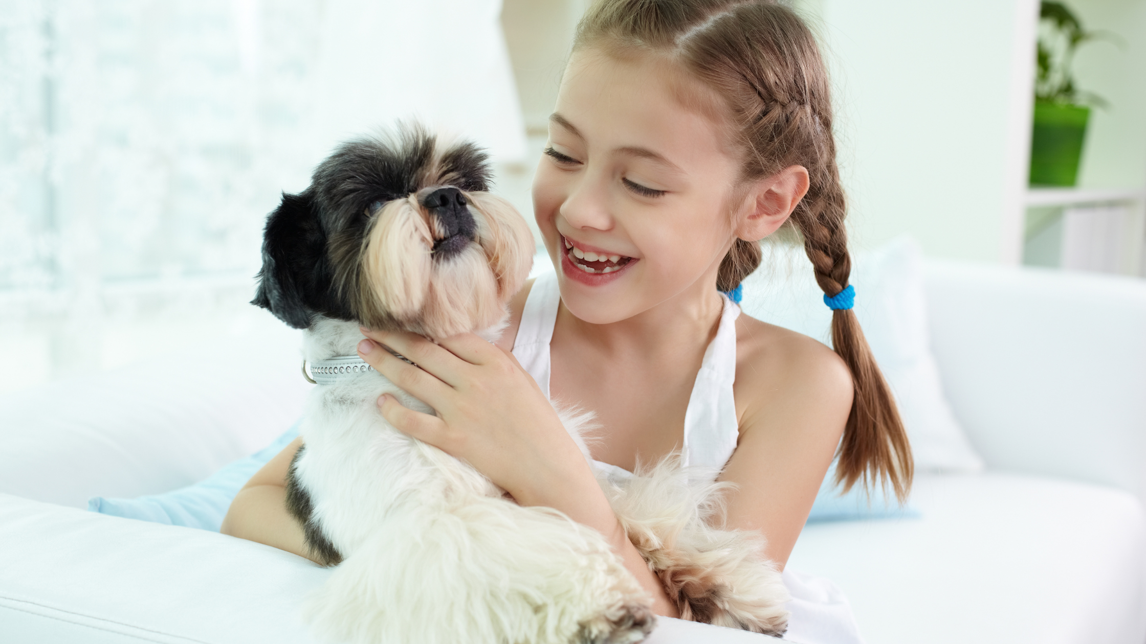 A Shih Tzu playing with a young girl