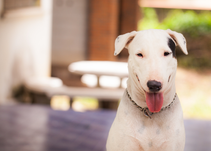 12 Best Medium Sized Dog Breeds For Apartment Living (2024)