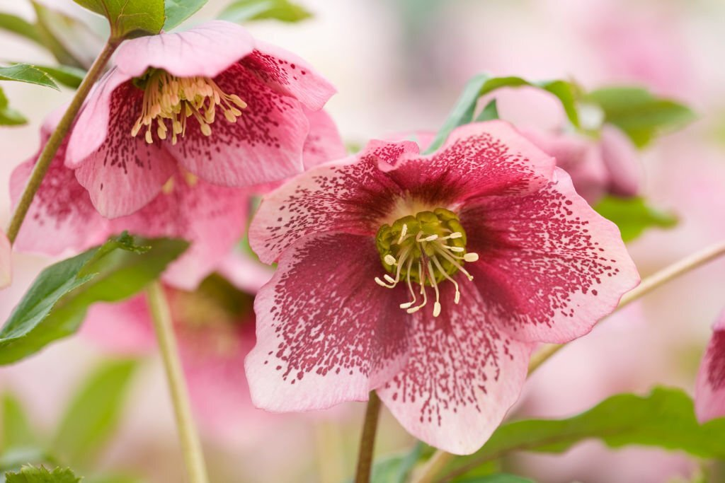 Hellebore