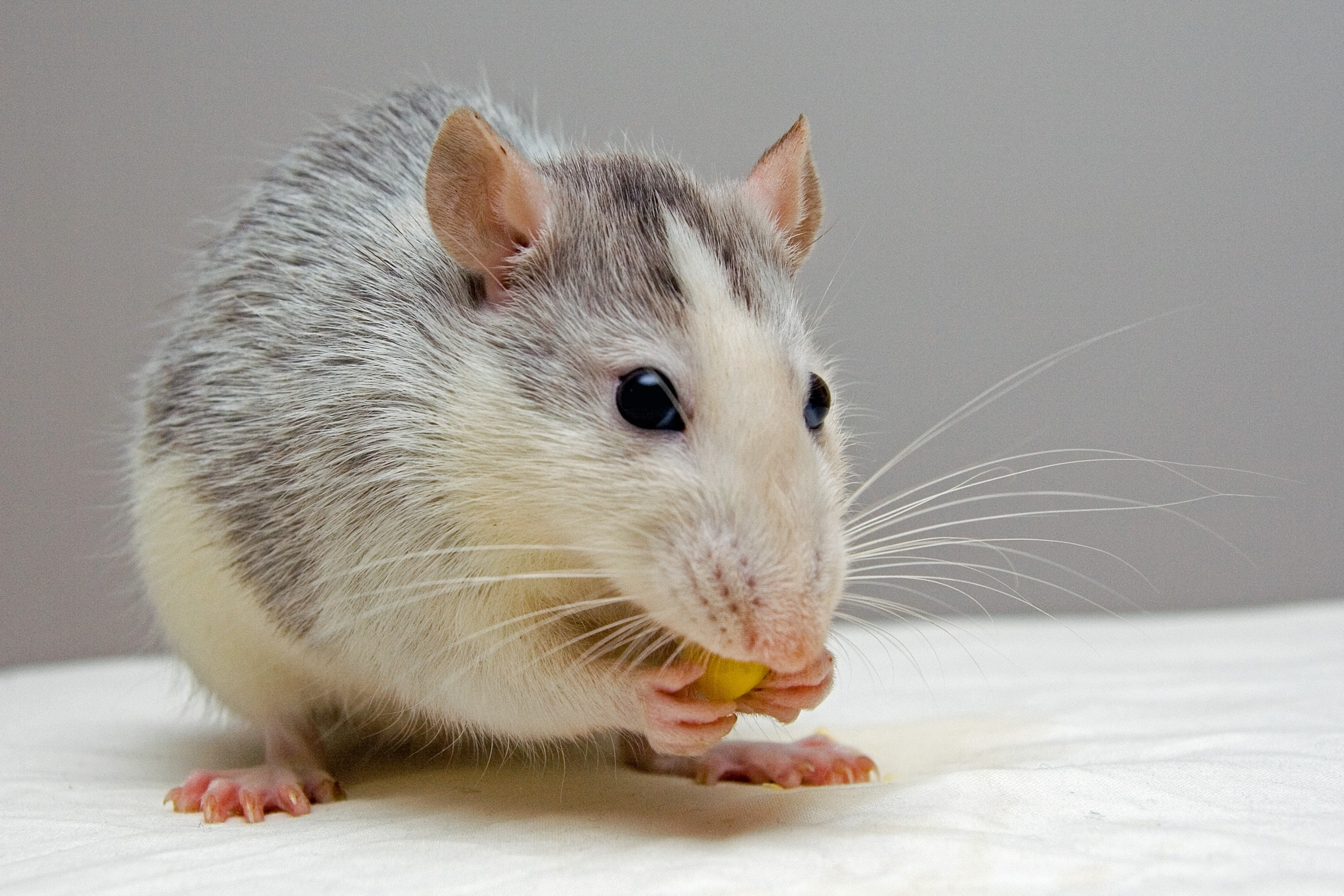 A house mouse gnawing on kitchen scraps