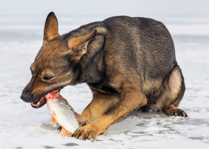 Raw fed dogs - dog eats fresh, raw fish