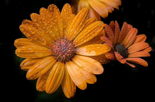 orange, flower, flower background, isolated, backdrop, black, wet, droplets, bloom, blossom, orange, orange, orange, orange, orange, flower, flower, flower, isolated, backdrop, backdrop, backdrop, black, nature, flower wallpaper, beautiful flowers, black