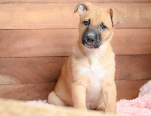 A black mouth cur puppy sitting upright