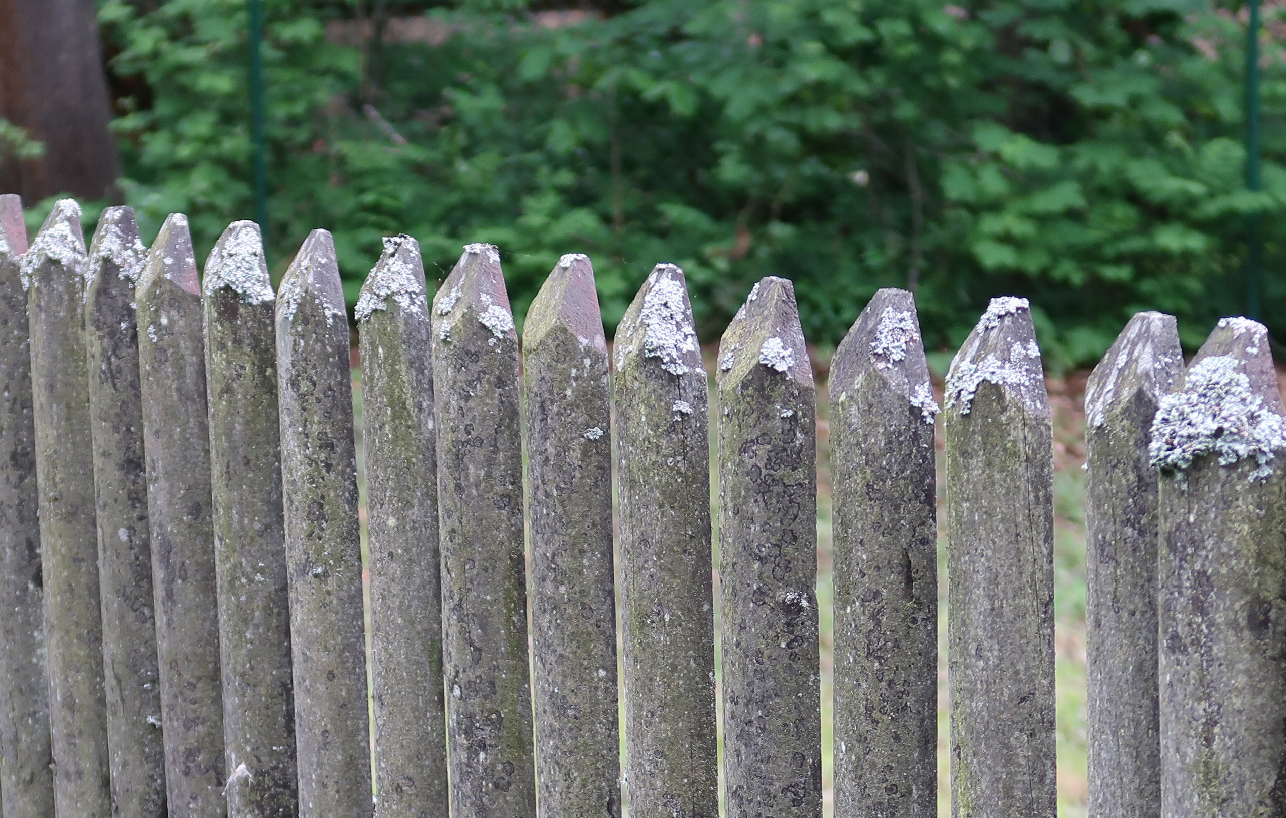                                    Dřevěný plaňkový plot, znečištěný zelenými řasami a bílými houbami.
