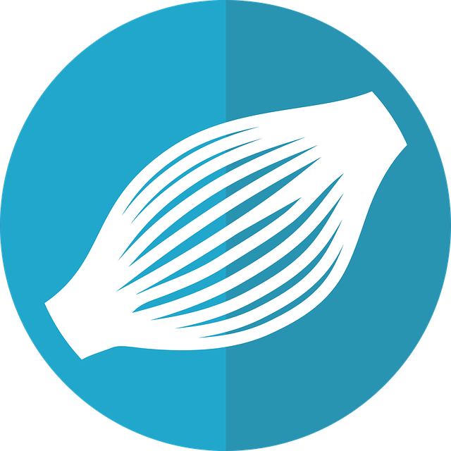 muscle icon, muscle, anatomy, muscle fibers icon, muscle fibres icon, muscle fiber icon, anatomical icon, anatomy icon, muscle icon, muscle, muscle, muscle, muscle, muscle