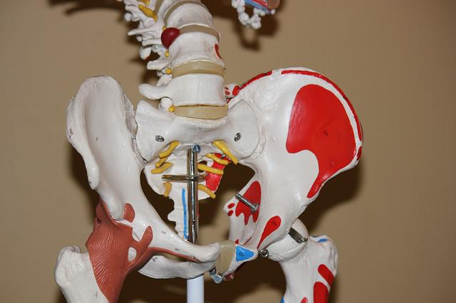 hip, anatomy, body