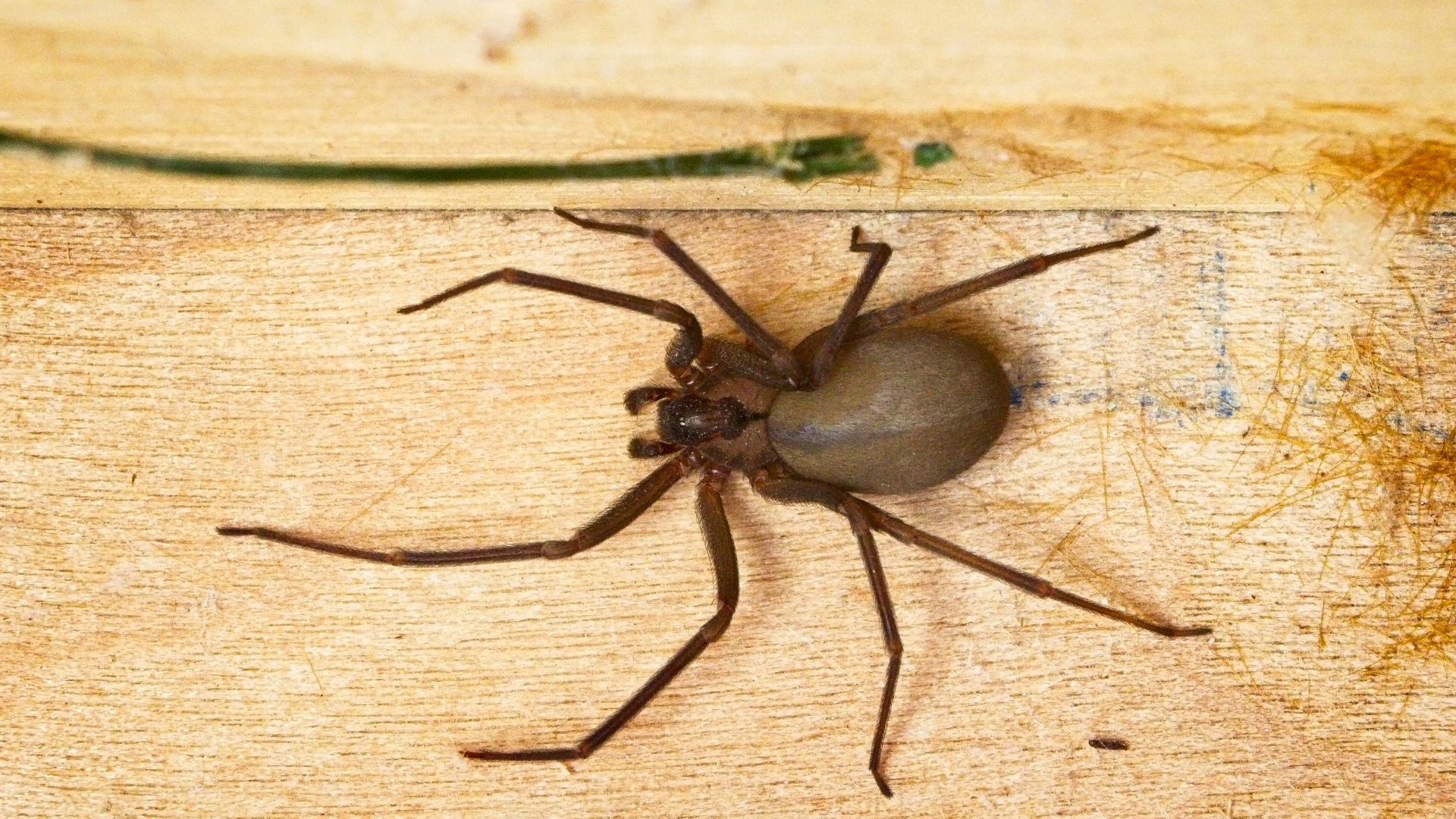 An image of a brown recluse hiding in a wooden corner.