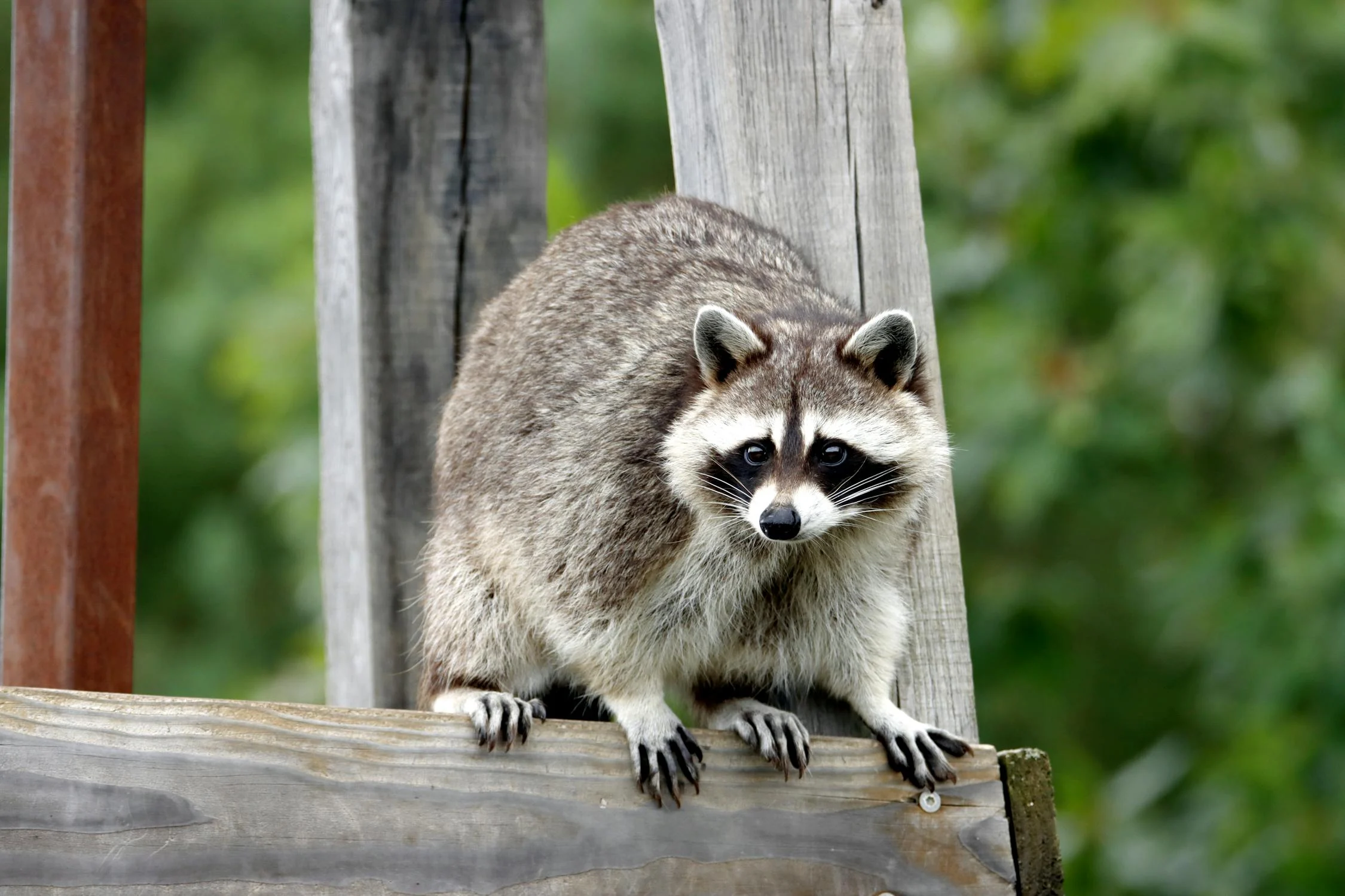 raccoon looking for trash
