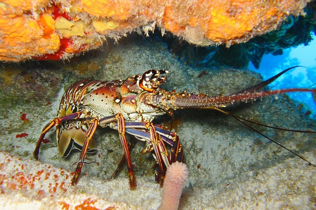 plongée, océan, corail