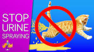 How to STOP Your Cat Spraying Everywhere: 9 tips for success! - YouTube