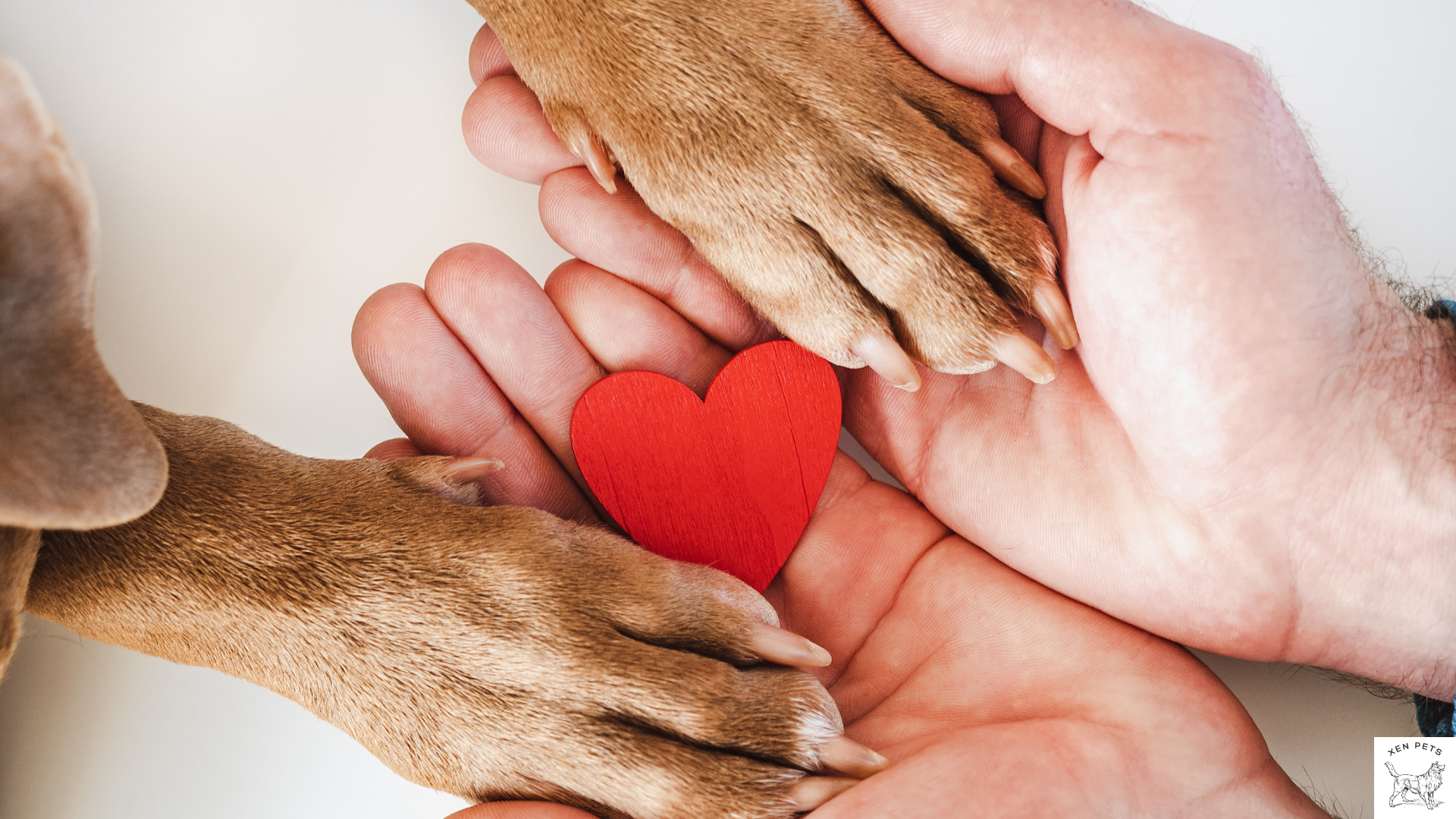 dog holding hands with a man