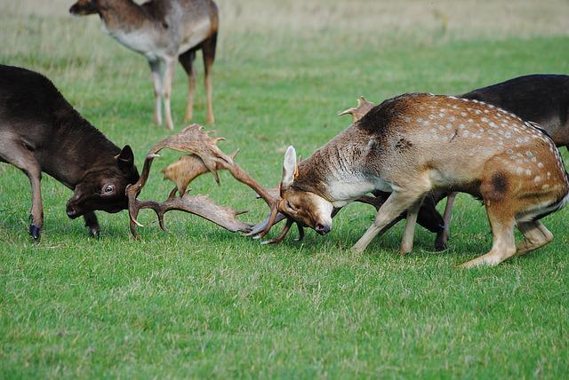 deers, animals, male