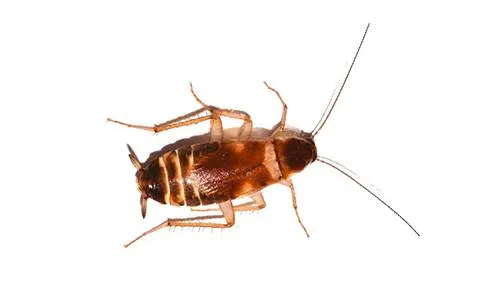 An image of a Brown-banded cockroach.