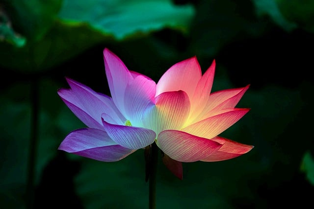 lotus flower, lotus, rainbow psychedelic retreats 