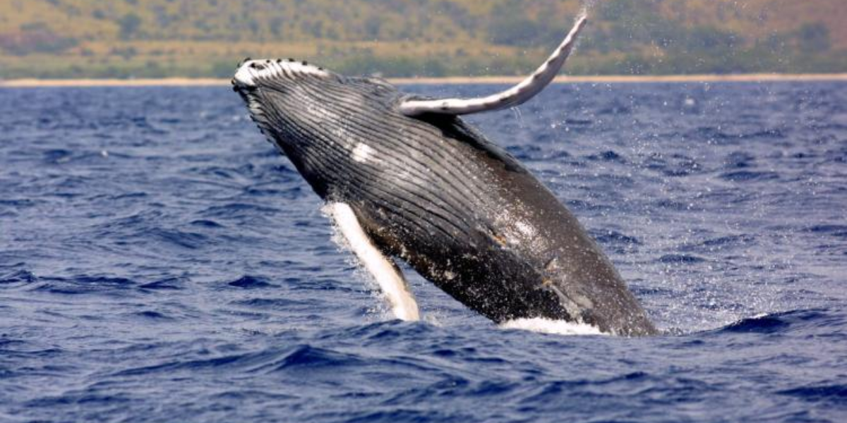 interesting animals in greenland