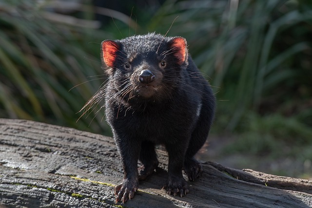 tasmanian devil, marsupial, wildlife