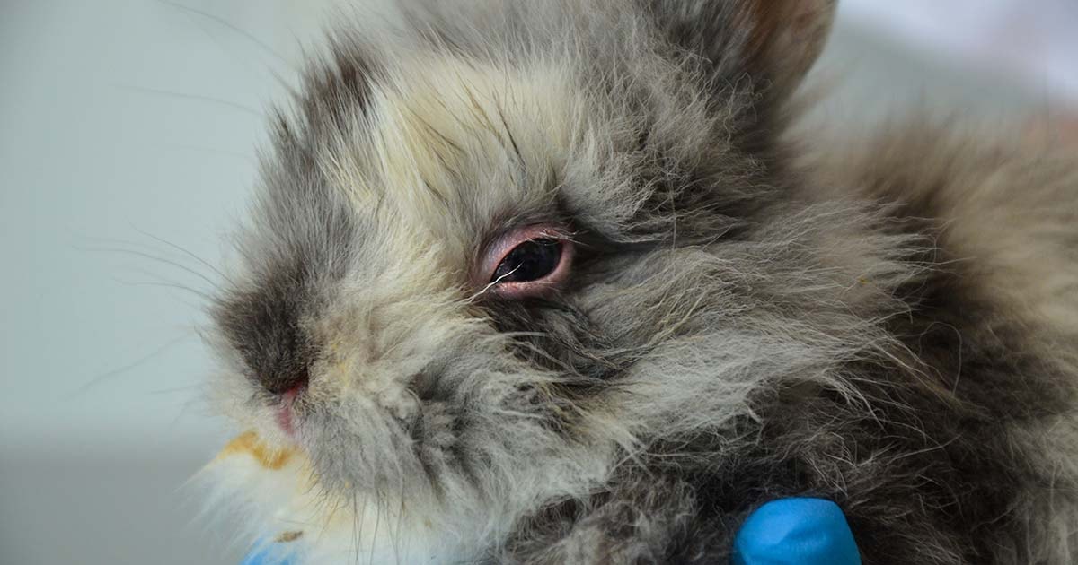 Ocular Health in Rabbits