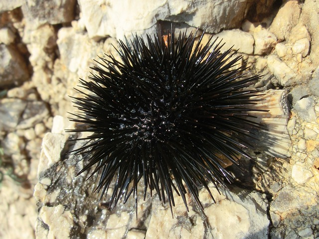 sea urchins, sea animal, sea