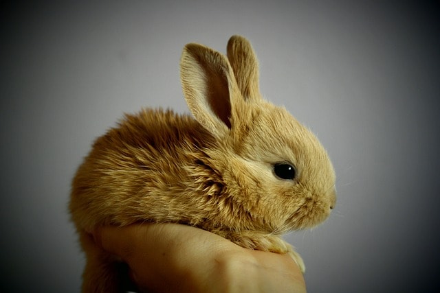 rabbit, bunny, pet, young rabbit, baby rabbit, animal, cute, adorable, nature, portrait