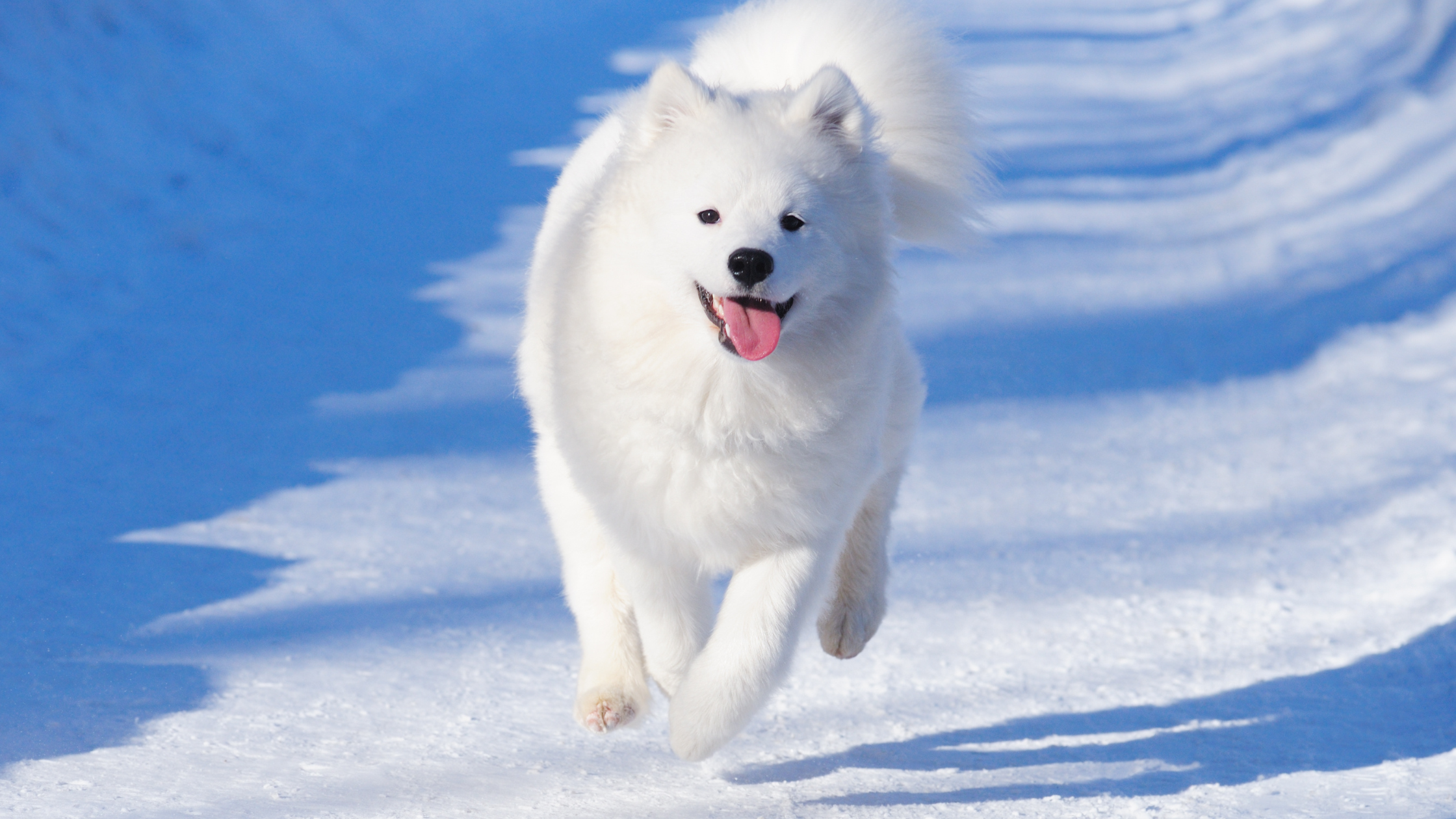 An adult Sammie running in the snow