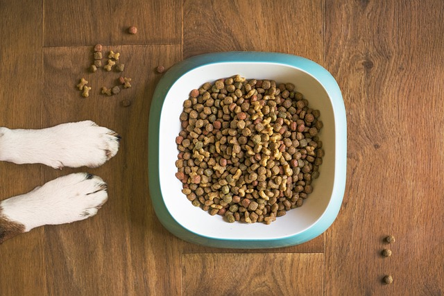 dog food, dog bowl, dog kibble