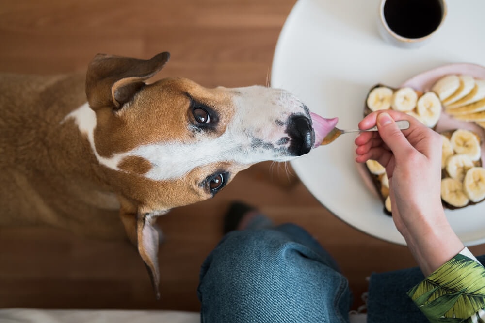 Human Food as Dog Treats