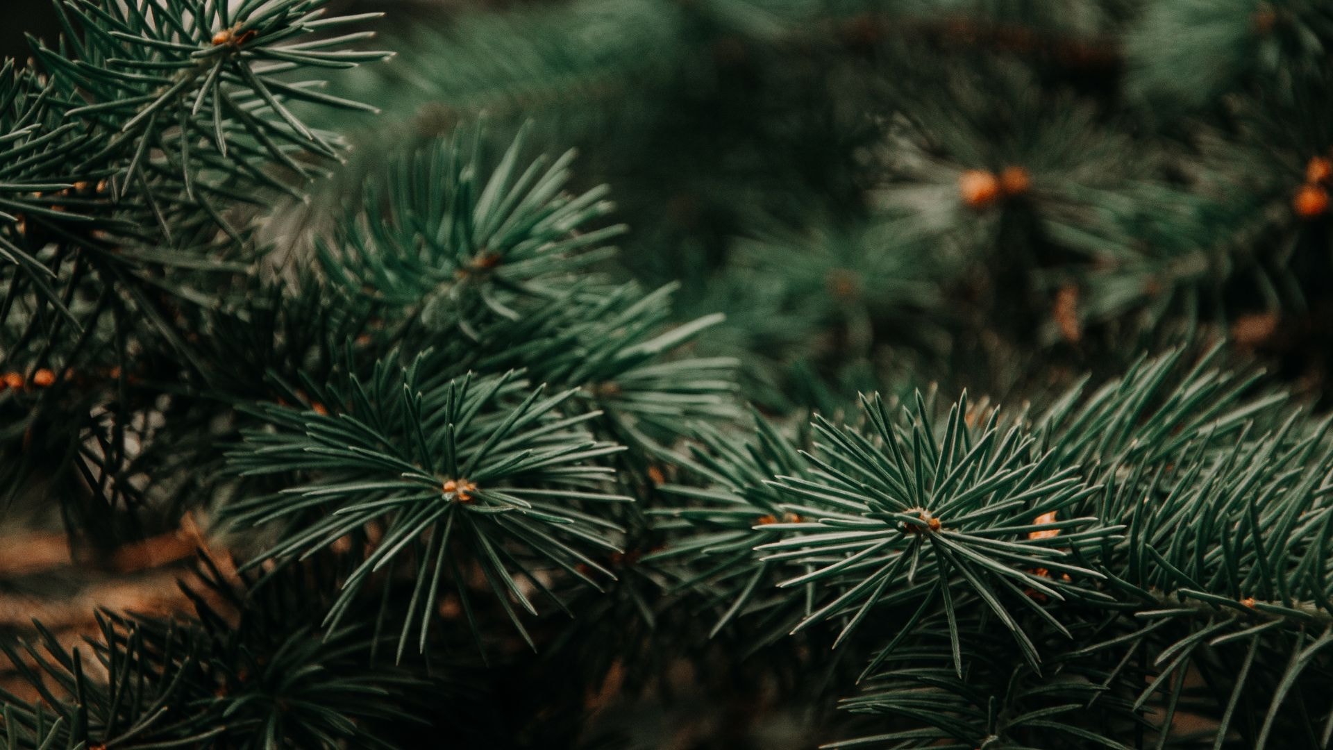A bundle of pine needles. Pine trees are conifers that don't shed their greenery in the winter. 