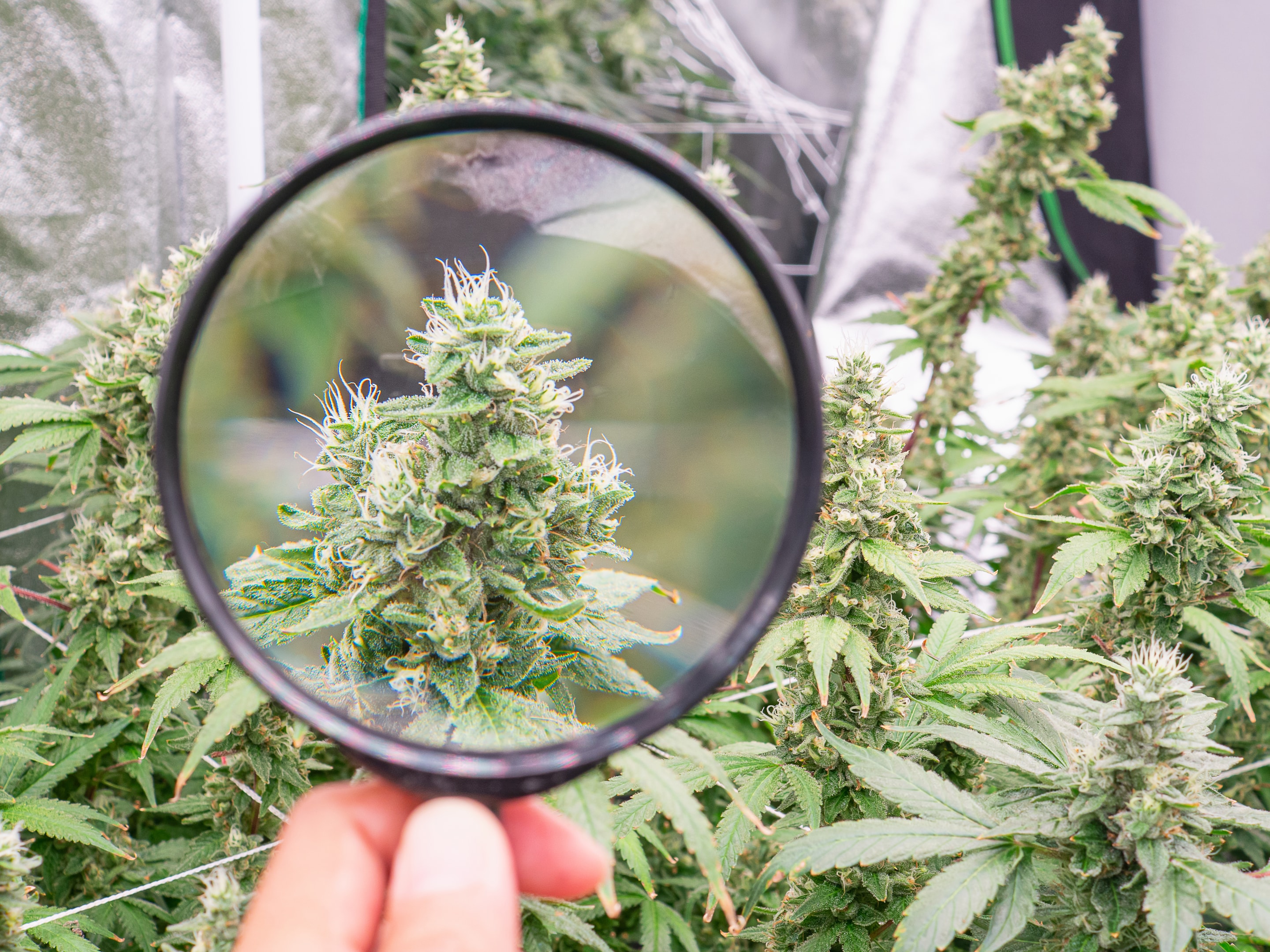 Learning professional assessment techniques, such as trichome examination for harvest timing, can help home growers achieve results comparable to commercial operations.