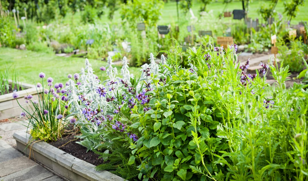 Kruidentuintje en lavendel in een Fransen tuin