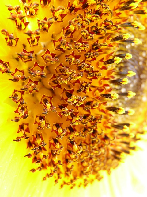 tubular flowers, sunflower, inflorescence, protea caffra, interestign plant