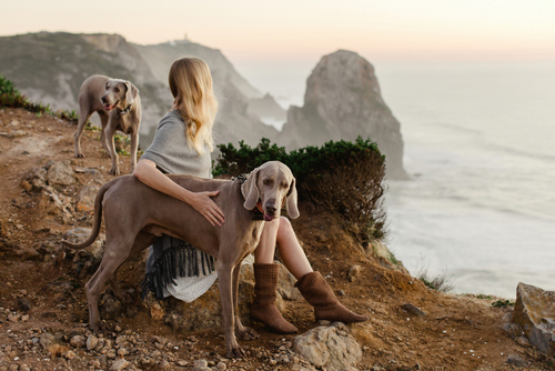 Two Weimeraners on a ridge with a young woman