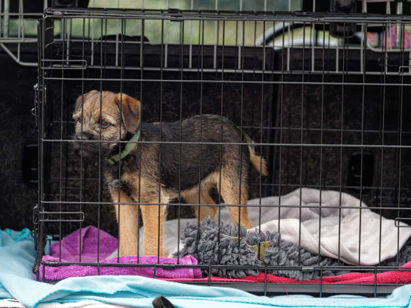 puppy in a crate in car