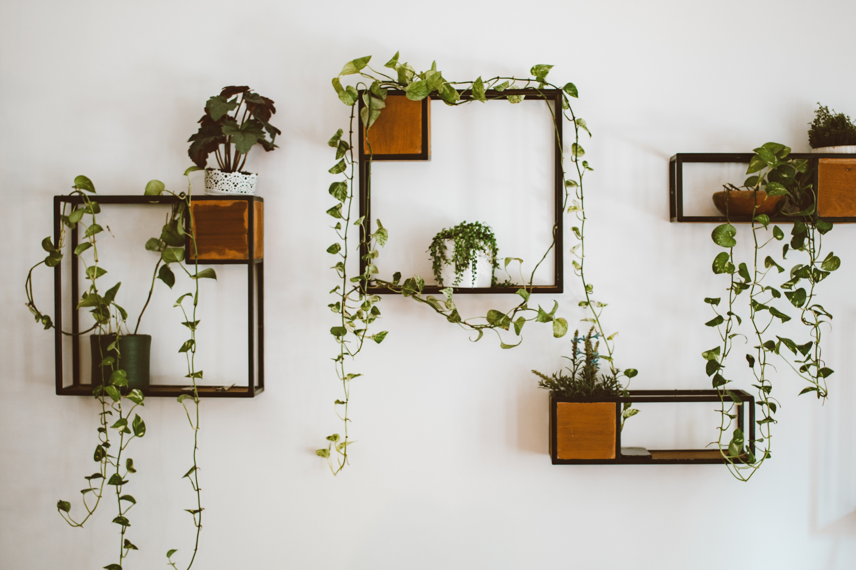 hanging wall planters with ivy