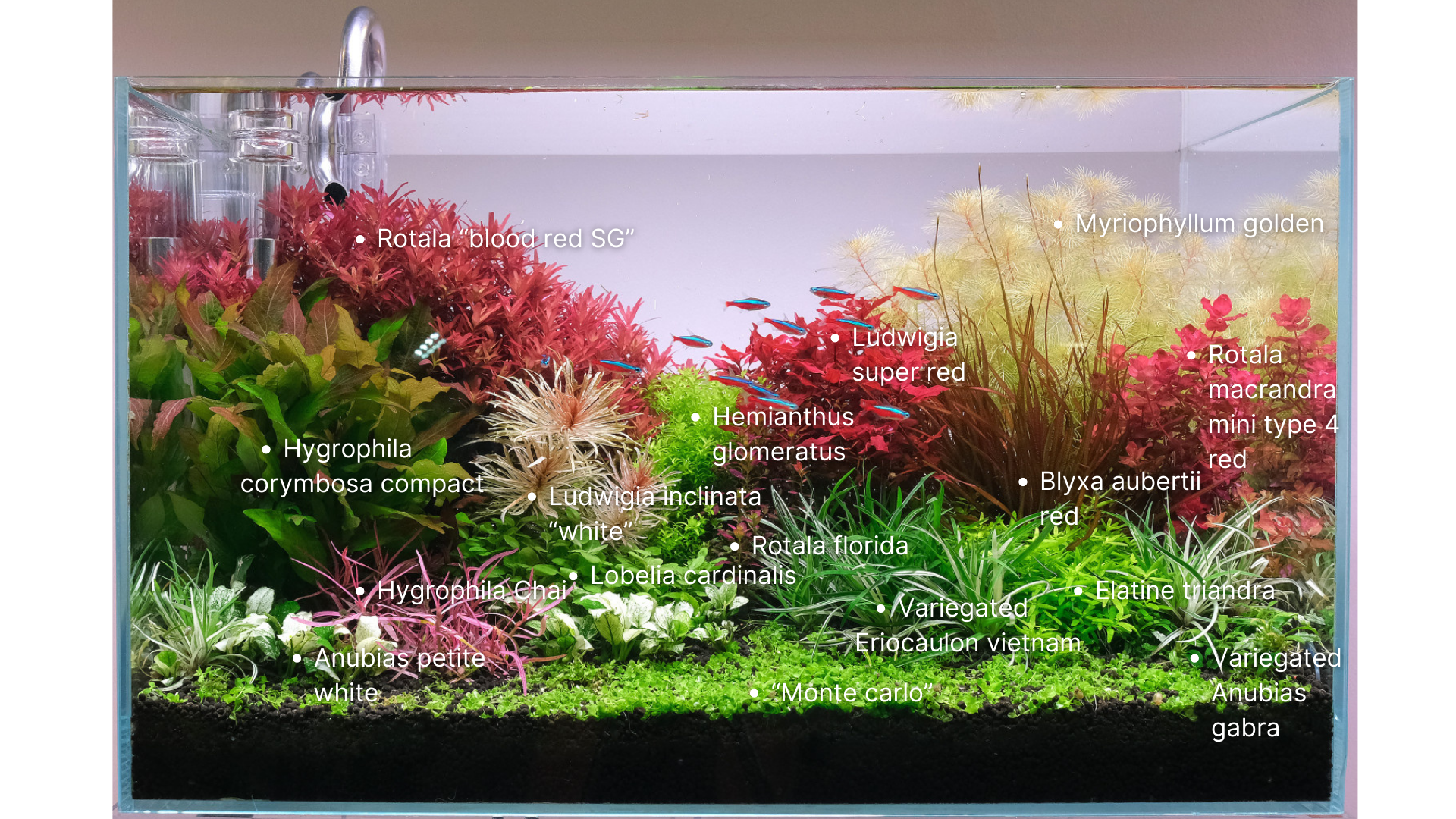 picture of dutch style aquarium with plant names