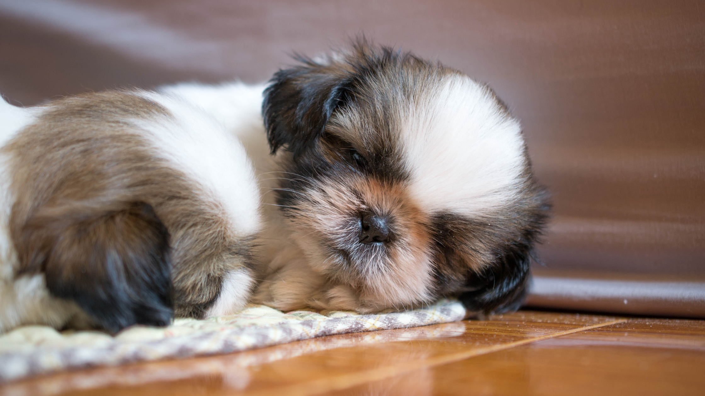 A Shih Tzu puppy laying on a small carpet