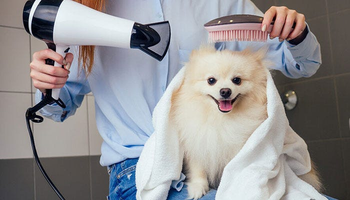 Dog Coat Types, Groomer