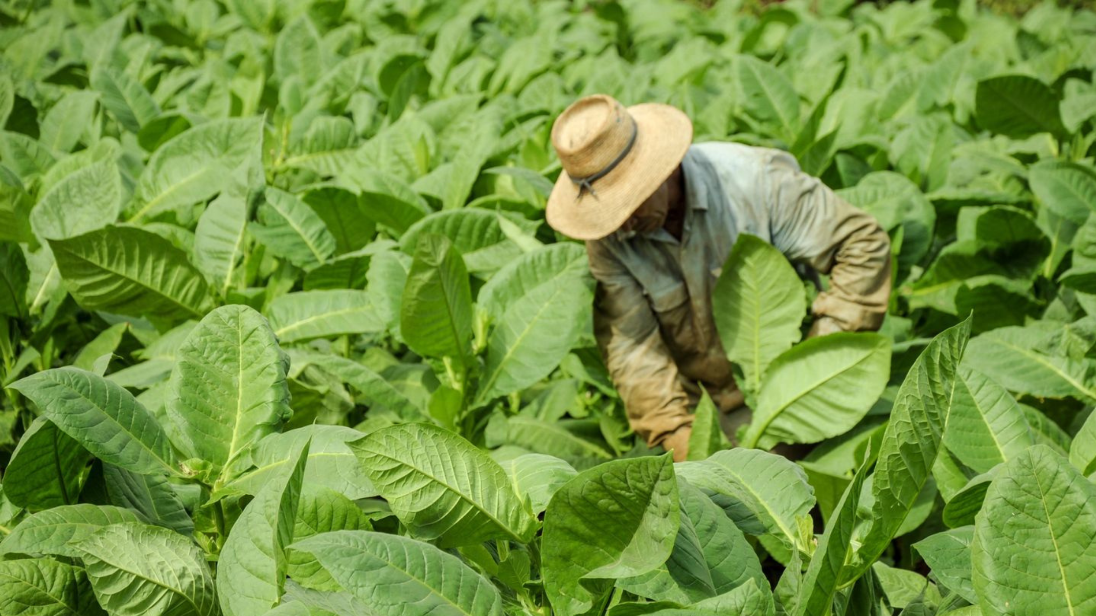 Differences Between Dominican and Nicaraguan Cigars