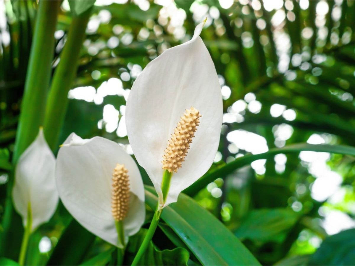 The Best Low-Maintenance Houseplants For Stress Relief