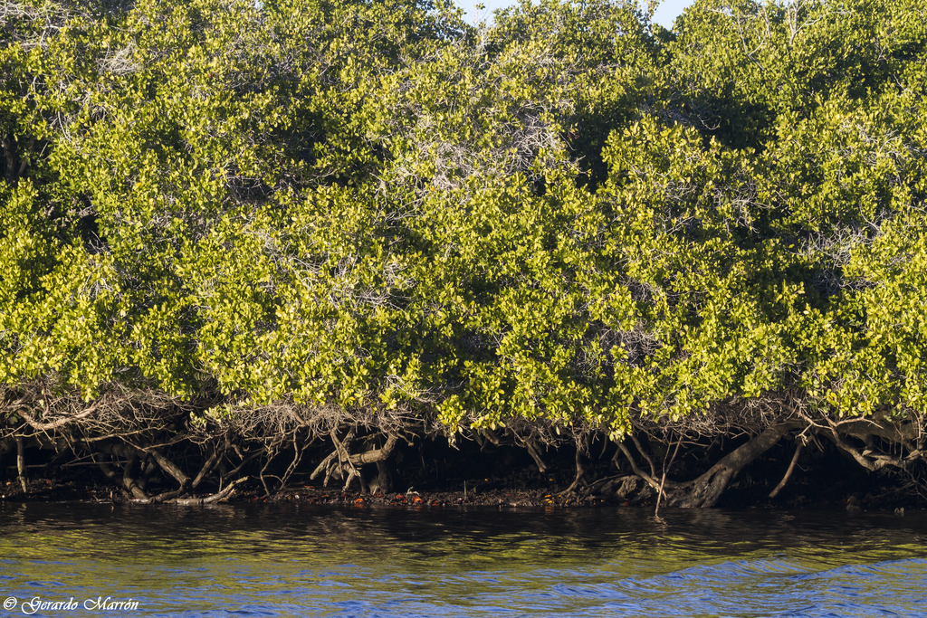white mangroves, sea level rise helper