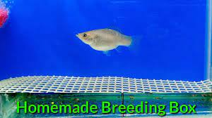 How To Make Breeding Box For Your Fish | Homemade Breeding Box - YouTube