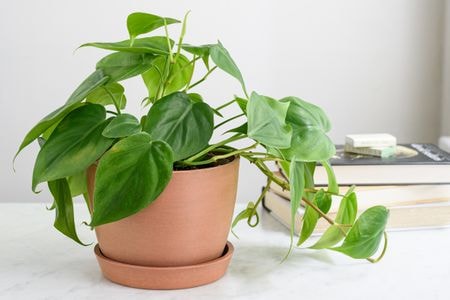 Propagating Heartleaf Philodendron