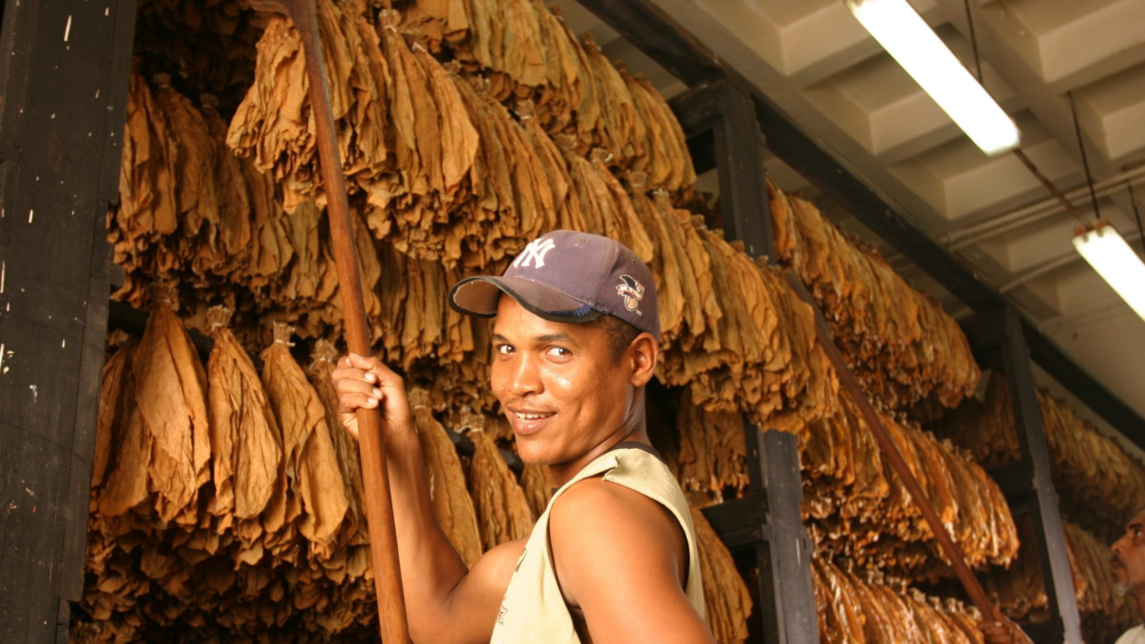 Flavor Differences_ Earthy vs Smooth