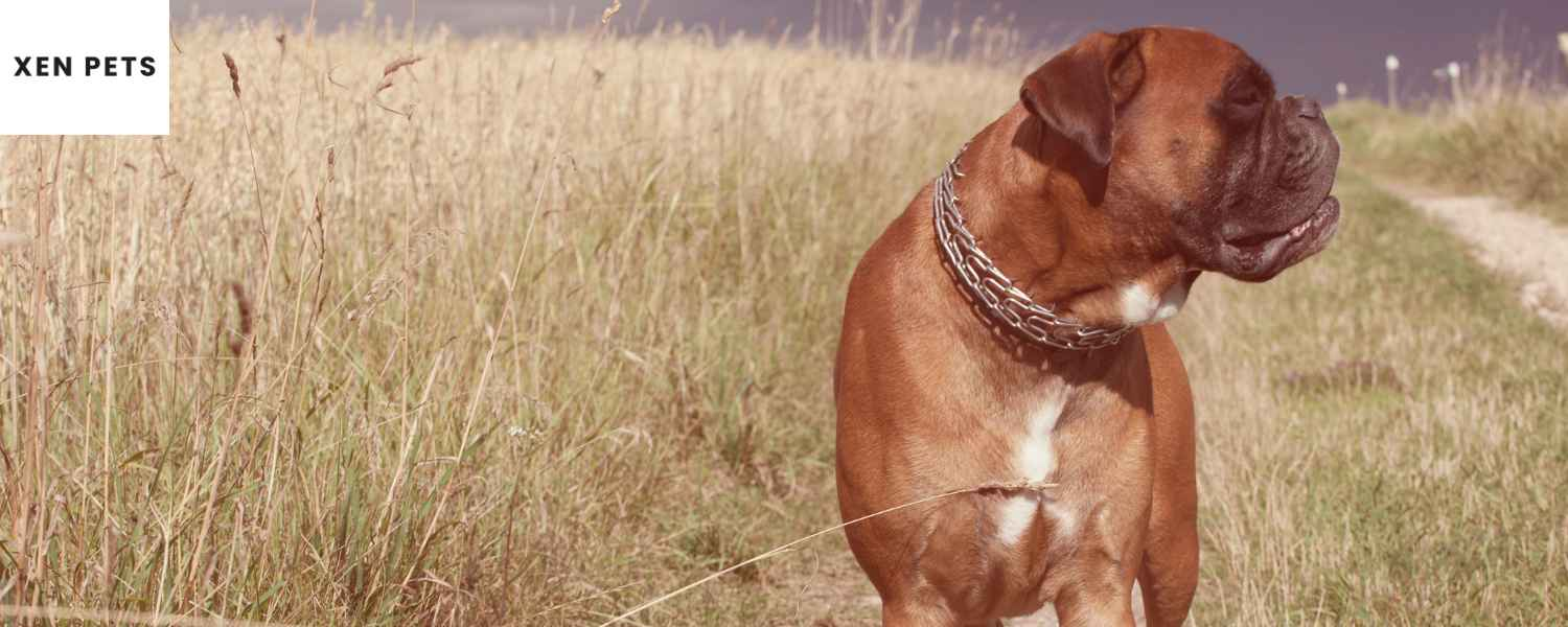 boxer dogs